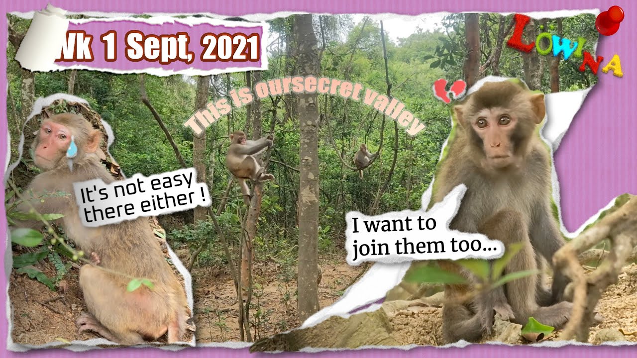 No entry for Levi 😢, highborn only - the secret valley of Löwina