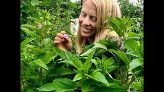 Growing Sesame from Seed in the Northeast