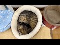ぎゅうぎゅうアンモニャイト