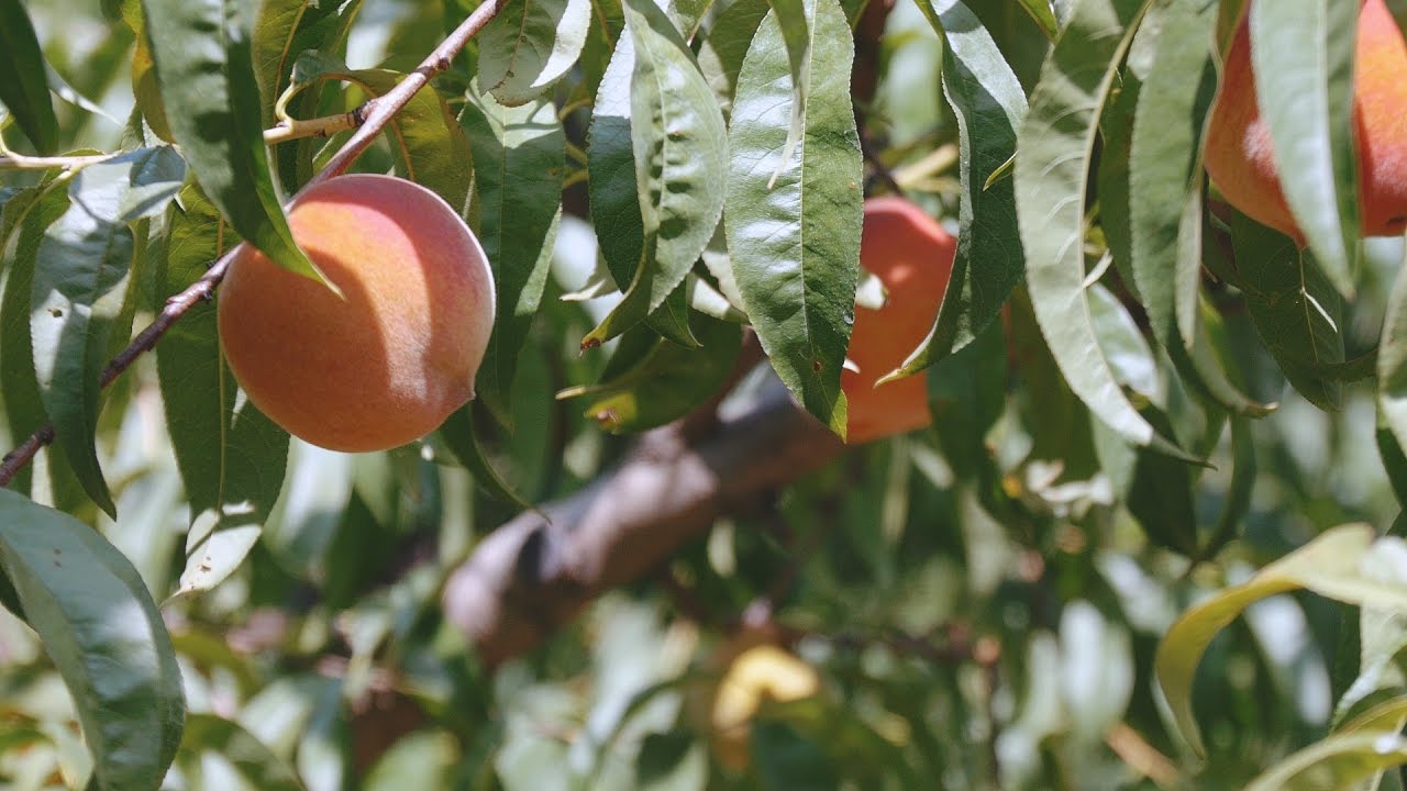 Reasor's Local Livesay Orchards, Porter Oklahoma Peaches YouTube