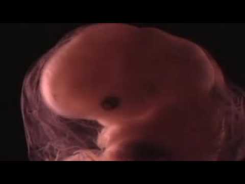 ABCD In The Womb 1
