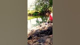 story WA Bakar ayam pinggir sungai
