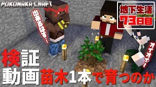 【ぽこなかくら＃323】地下生活73日目！検証！苗木1本で育つのか！？【マインクラフト】