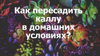 Как пересадить каллу в домашних условиях?