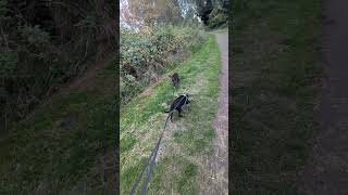 The Staffy Sisters Juno & Gloria Morning Run Out