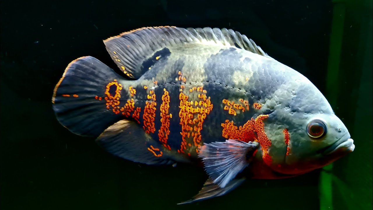 Como tratar bnc no peixe oscar, buraco na cabeça