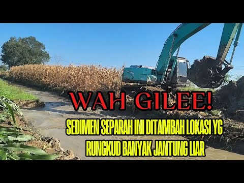 NORMALISASI SALURAN AIR YANG RUNGKUD BANYAK JAGUNG LIAR TUMBUH DITEMPAT YANG TIDAK SEHARUSNYA