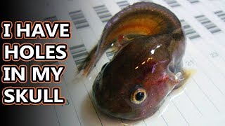 Snailfish facts: the deepest living fish  | Animal Fact Files