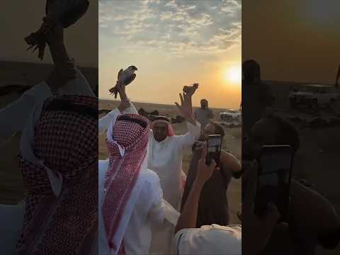 طرح اليوم السعودية قرناسة شاهين تامة طرح الحنو 2015 10 14 التغطيه 