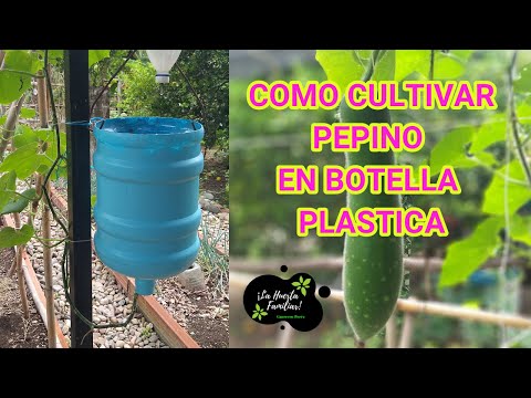 Video: Cómo Cultivar Un Pepino En Una Botella