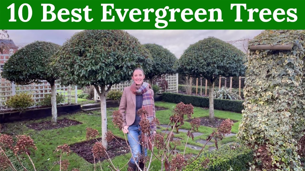 27 Evergreen Shrubs That Look Good Year-Round