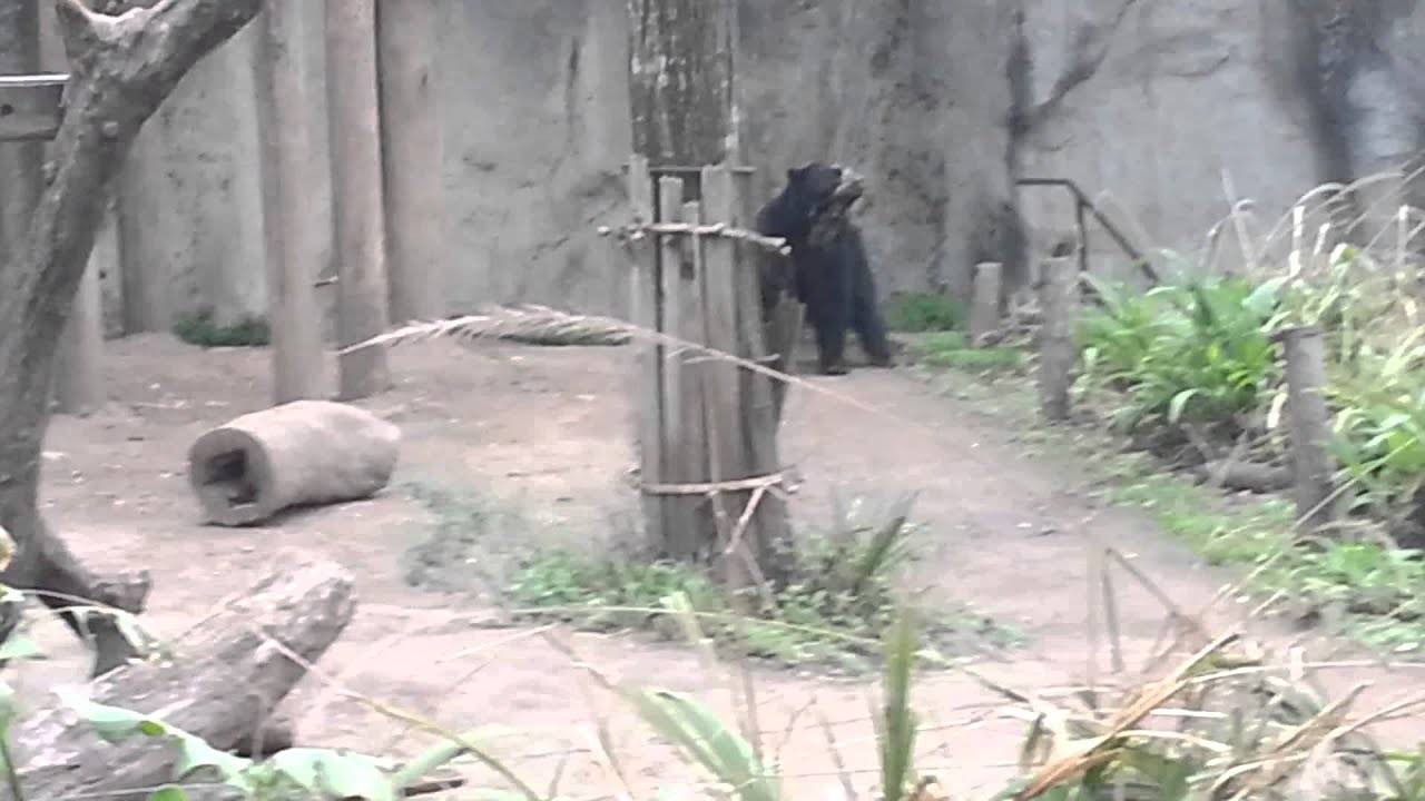 El oso de anteojos, vecino del oso polar muerto por una ola de calor en el Zoo de Buenos Aires. líderes mundiais
