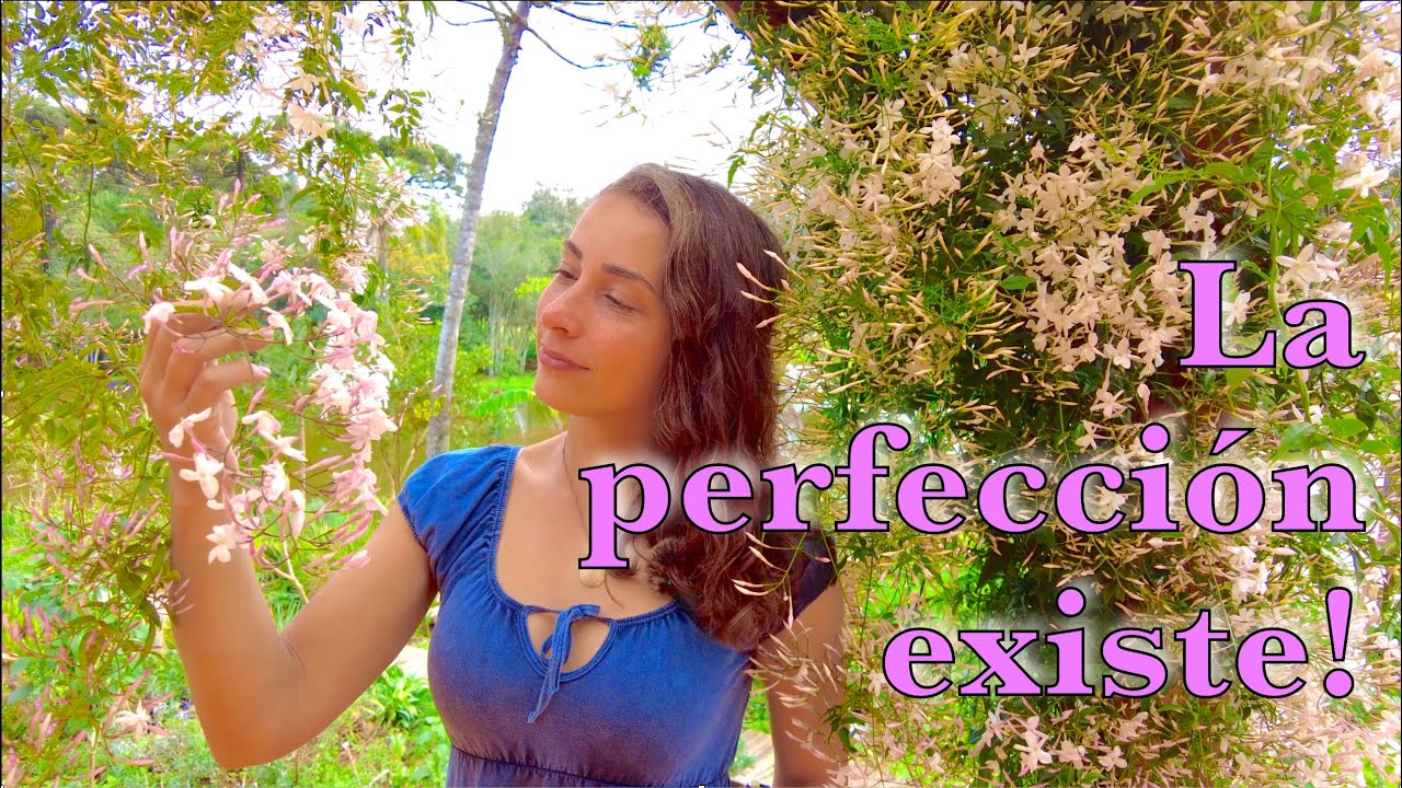 Todo sobre: JAZMÍN ROSA o CHINO