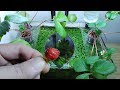 Ep.10 Strawberry Betta Tank (It Smells So Good) No filter, No CO2, NO ferts Nano Tank