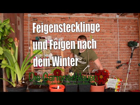 Feigensteckling treibt aus: Hat er schon Wurzeln? Der entscheidende Test