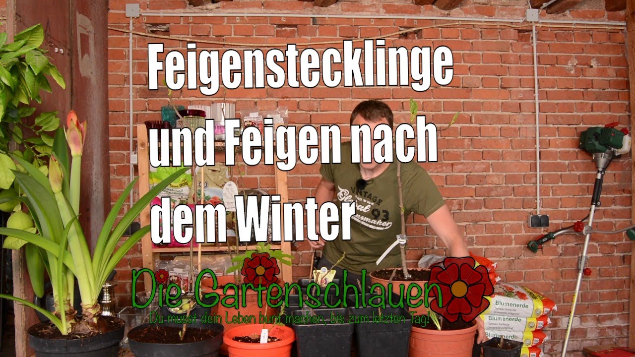 Feigensteckling treibt aus: Hat er schon Wurzeln? Der entscheidende Test
