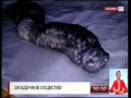В Костанайской области обнаружили неизвестное существо