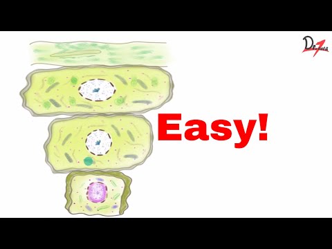 Keratinized epithelium |Things