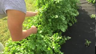 How to Harvest Cilantro How to Harvest Cilantro