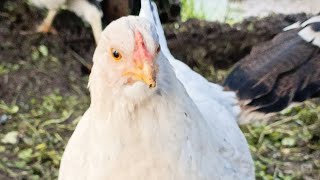 Bu Tavuklar Neyin Peşindeler