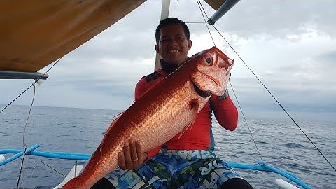 Deep Sea Jigging||Ruby Snapper