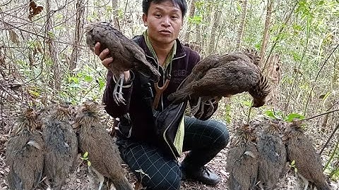 Cuab hlua kai mag qaib qu zoo tiag tiag วางกับดักไก่ป่า สุดยอด