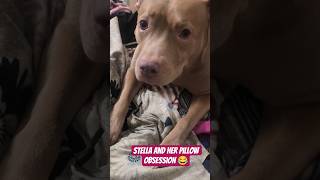 Stella and her obsession..😅#dog #pets #shorts #shortsfeed #pitbull #explore
