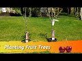 Planting Fruit Trees In Your Backyard - Best and Large Bing Stella Cherries, Plums, Peaches, Apples