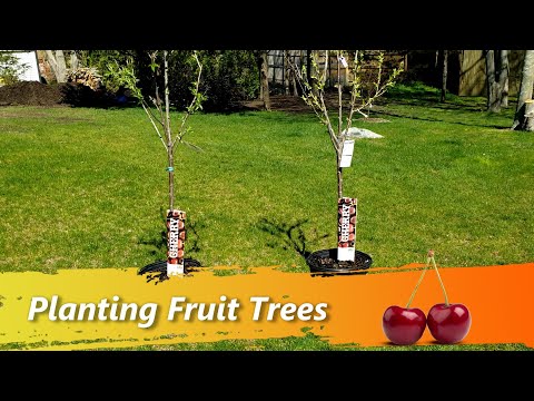 Video: How Is Cherry Different From Sweet Cherry? 10 Photos Differences Between Tree Seedlings. How Do You Tell The Leaves? What Is Better To Plant? What's Bigger And Sweeter?