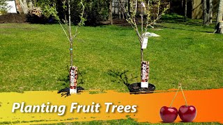 Planting Fruit Trees In Your Backyard  Best and Large Bing Stella Cherries, Plums, Peaches, Apples