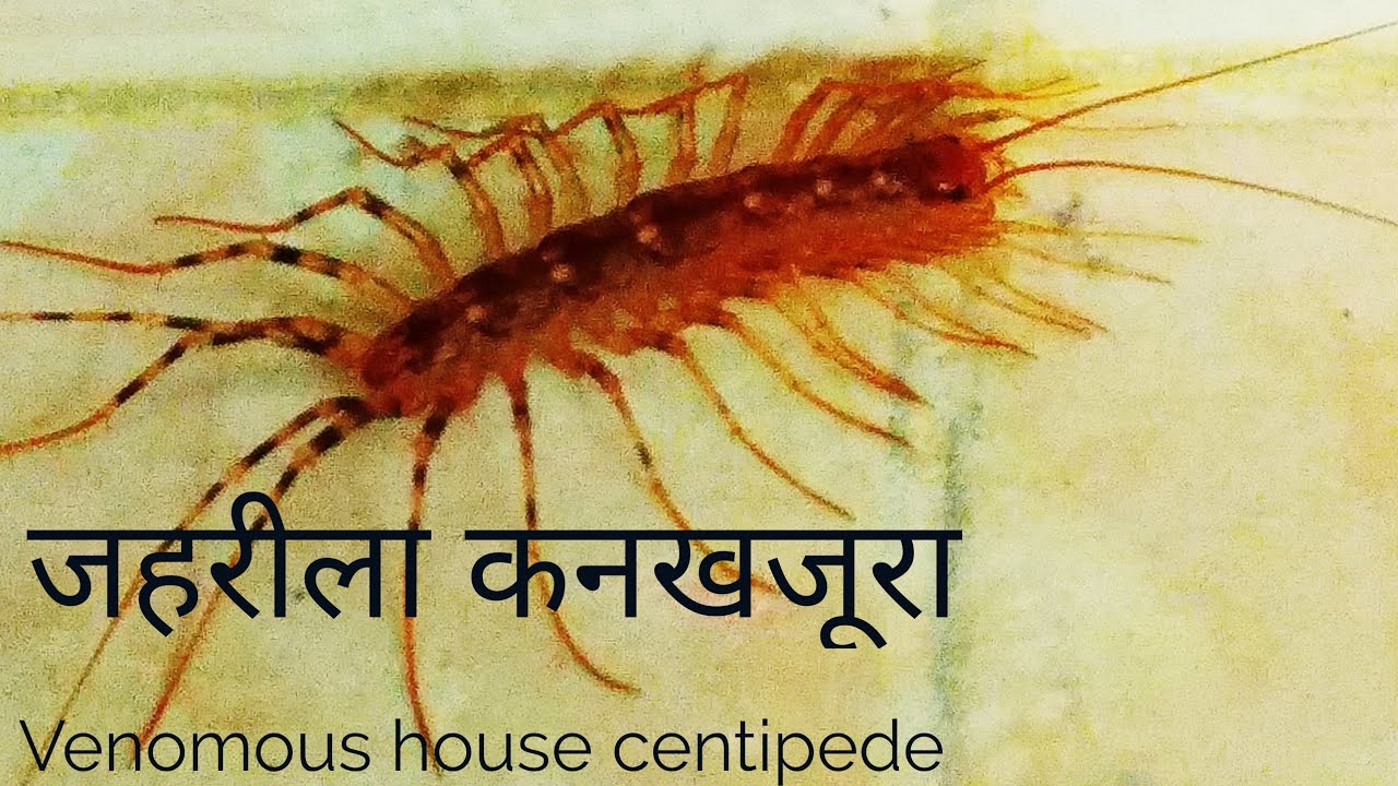 Venomous house centipede in found bathroom YouTube