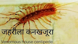 centipede found venomous bathroom
