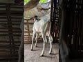 A baby cute cow looking her mom#cute #fypシ゚viral #shortsyoutube