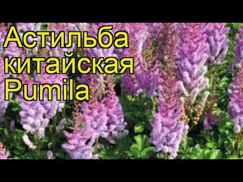 Бейне: Қытай астилба: ашық жерге шөпті қалай таңдауға болады? «Пумила» сортына шолу және басқалар