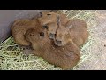 Capybara baby cuteness overload  izu animal kingdom in japan