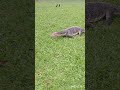 比較的大きめのトカゲの対処法