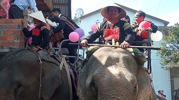 đám cưới bằng voi tại huyện Lắk