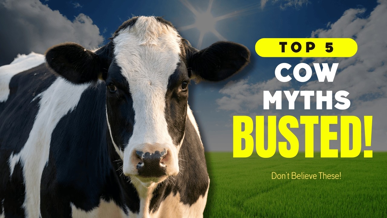5 мифов о коровах развенчаны! 🐄 Правда о коровах вас удивит