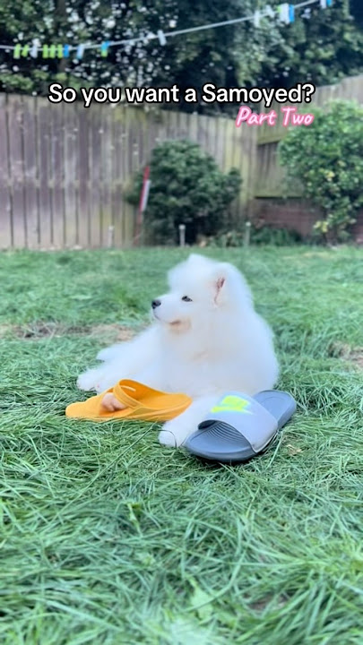 So you want a Samoyed? Part Two #puppy #doggybestfriend #samoyed #puppyvideos