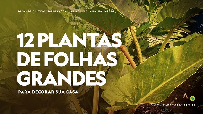 PLANTAS PARA DENTRO DE CASA, Hoje vamos falar sobre o pacová, uma planta  baixinha com folhas grandes. Ótima para criar …