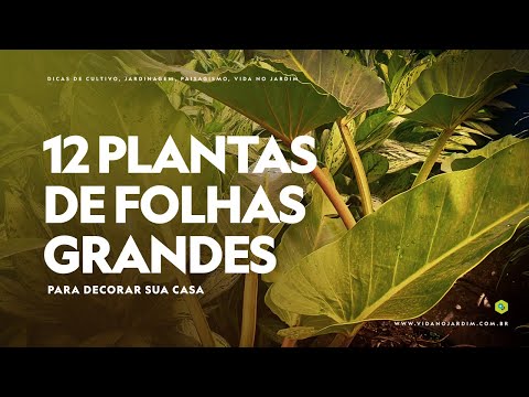 12 PLANTAS de FOLHAS GRANDES para DECORAR SUA CASA