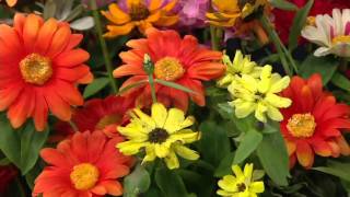 Roberta's 8-piece Vibrant Bushy Zahara Series Zinnia on QVC