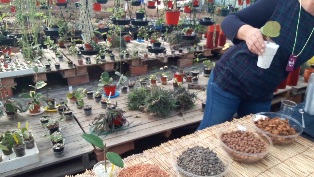 Come far radicare una talea di Hoya o  fiori di cera