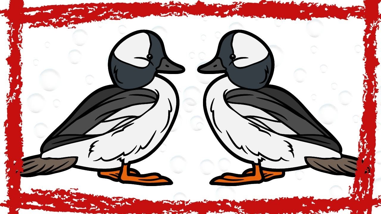 Bufflehead Duck (Bucephala albeola) Call & Sound Bufflehead Duck