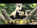 6/8双子パンダ樹上バトル！噛んだり叩いたりと大暴れ！軍配はどちらに⁈giantpanda @tokyo 上野動物園