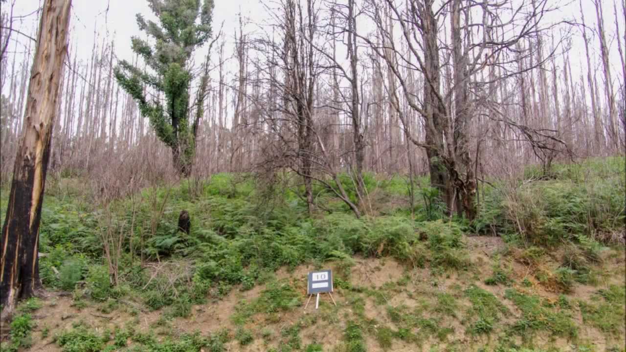 Tarra Bulga National Park - Grand Ridge Rd, Photo-monitoring Fire Recovery