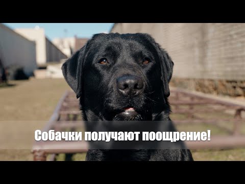 Кинолог: Ни В Коем Случае Не Делайте Это! Собаки-Спасатели: Операция В Турции, Страх И Гордость