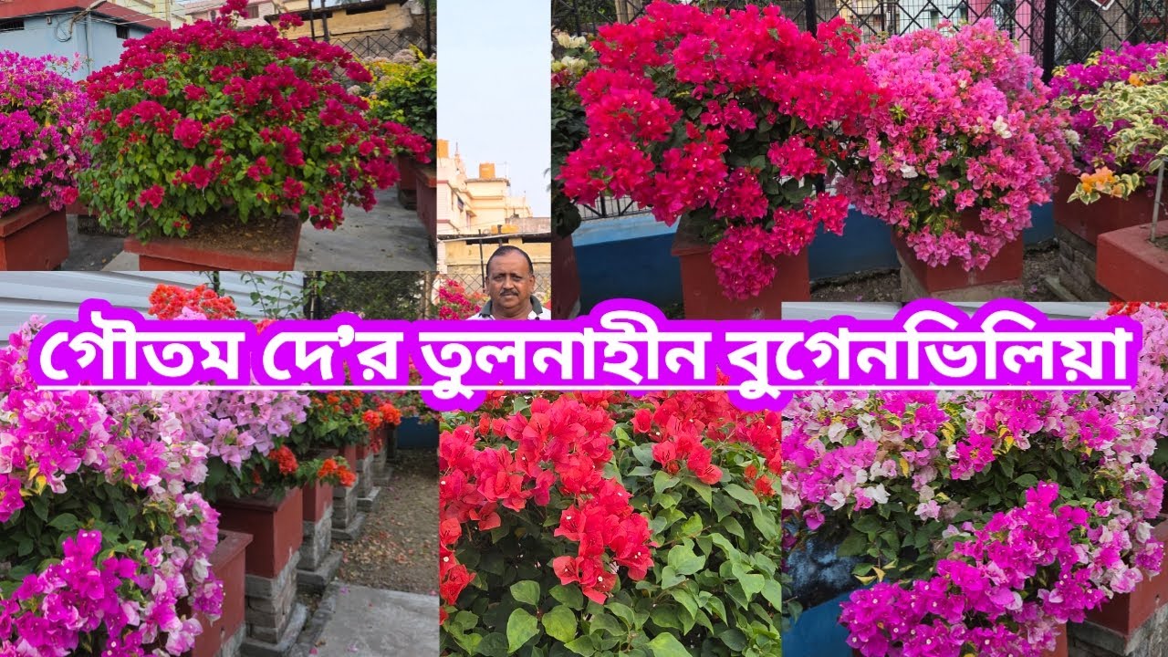 গৌতম দে র তুলনাহীন বুগেনভিলিয়া || Beautiful Bougainvillea of Goutam Dey ||