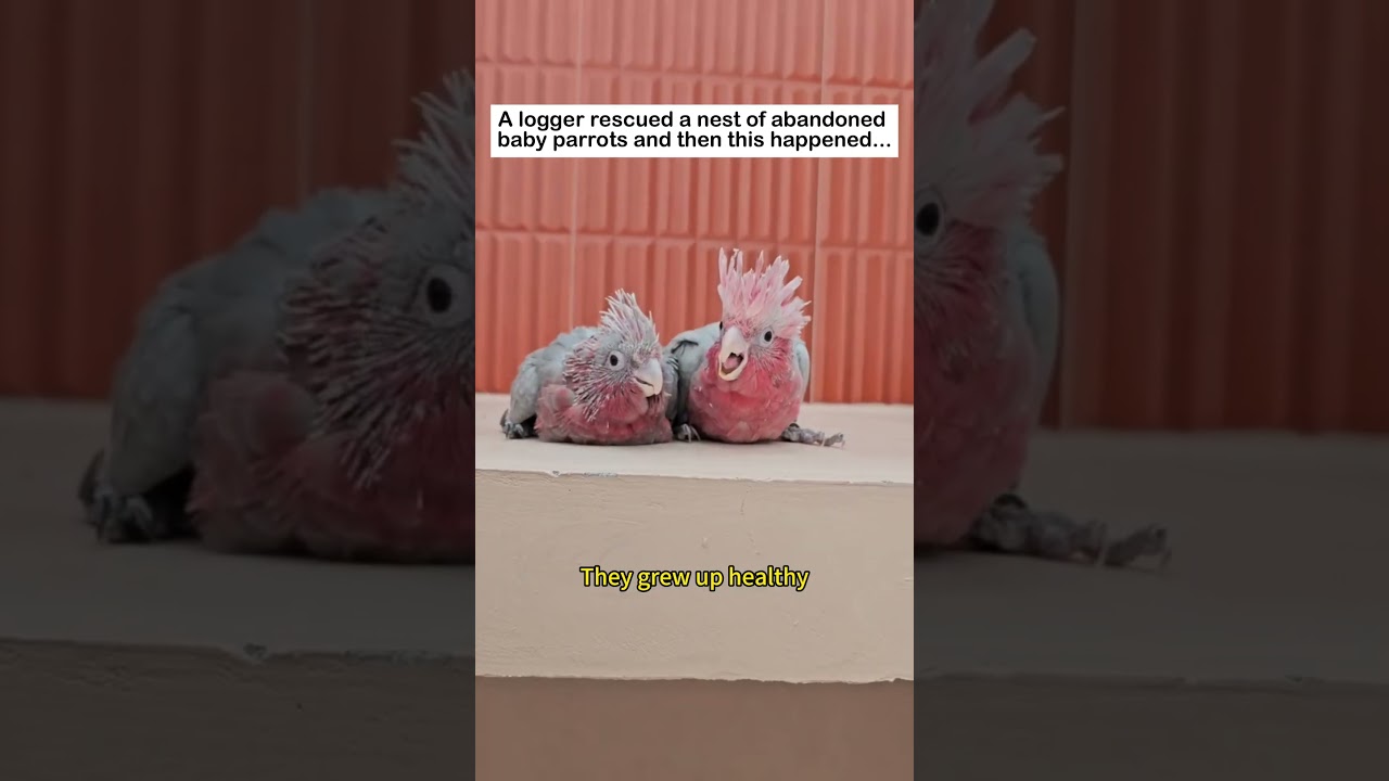 Rescuing baby parrots #lovestory #animals #wildliferescue #cute #rescue #wildlife #birds#parrot