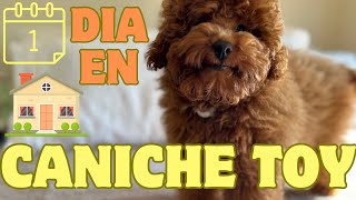 CANICHE TOY - POODLE TOY primer dia de Doggie en casa 🐶